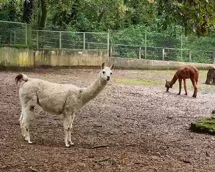 105 Le parc animalier du Bois de Saint-Pierre s'étend sur 5 hectares. Il héberge 35 espèces (dont certaines menacées) et regroupe environ 130 animaux.