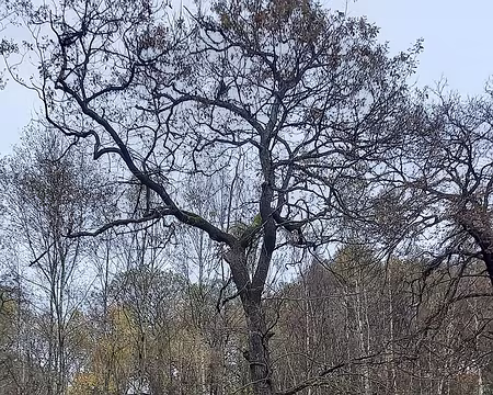 20241102_093935-01 Forêt d'Orry-Coye