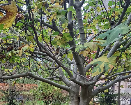 20241102_131259-01 Figuier ds le jardin des 9 carrés.