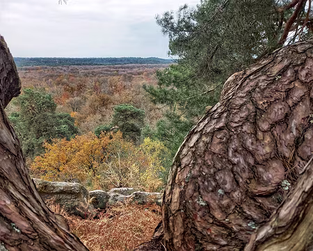 20241124_123141-01 Pin sylvestre