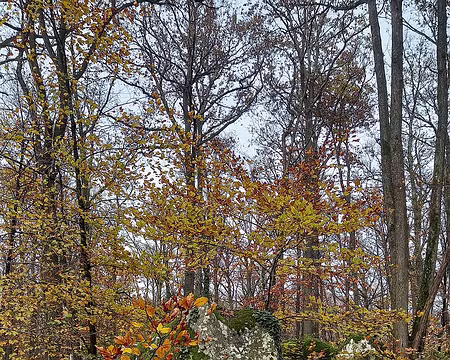 20241124_134632-01 Ancienne borne de délimitation de la forêt (1750).