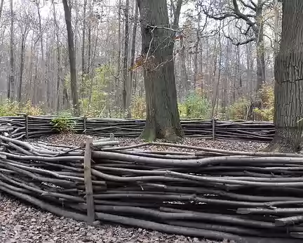 012 Plessis entourant deux chênes dans la forêt de Fausses-Reposes