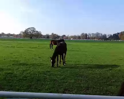 023 Chevaux dans les prairies du haras de Jardy (Marnes-la-Coquette)