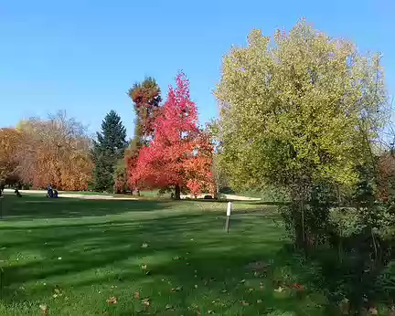 024 Flamboyant liquidambar dans le terrain de golf du haras de Jardy