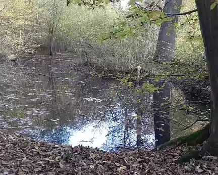 025 Une mare dans la forêt domaniale de Fausses-Reposes, près du lieu de pique-nique