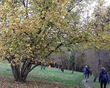 041 Verger sur les côteaux des Gallicourts (Rueil-Malmaison)