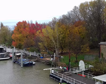 018 Dernière vue sur les liquidambars