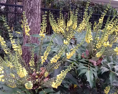 028 Mahonias