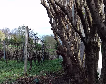 031 Les deux cépages sont le Sauvignon et le Chardonnay