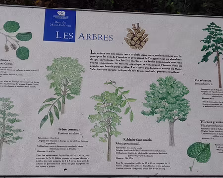 046 Les arbres du parc