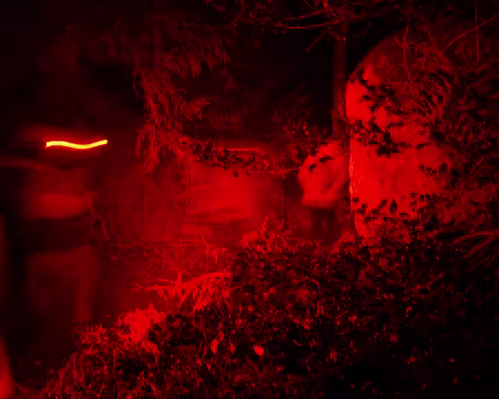 P1180496 Une file rouge entre houx et fougères.