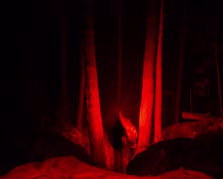 P1180501 Au milieu des pins.