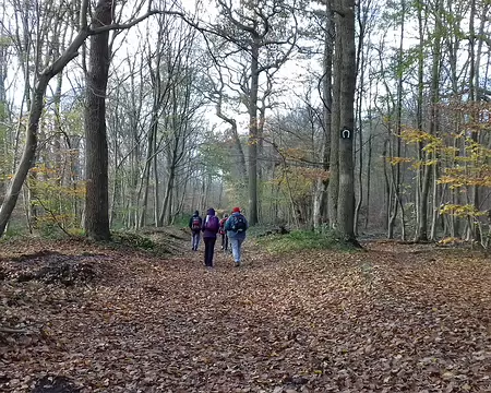 026 La forêt en automne