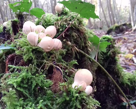 028 Mini champignons