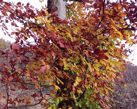 036 Les couleurs de l’automne (hêtre)