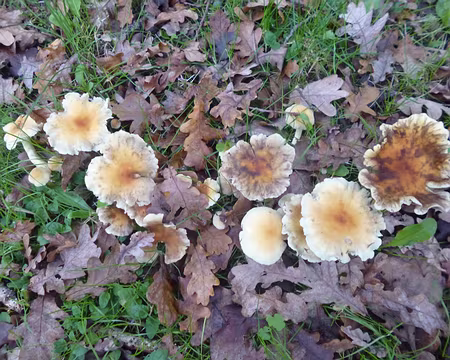 P1200175 Merci à Isabelle.