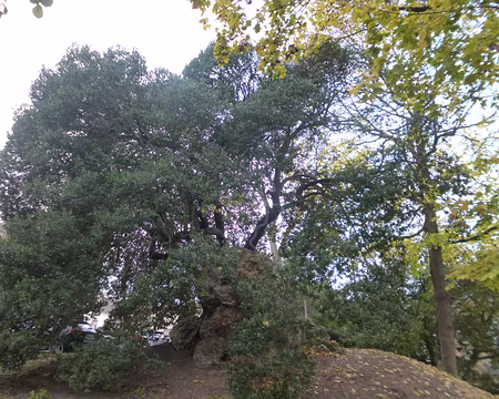 P1200357 Filaire à larges feuilles planté en 1869 à Villennes
