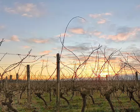 20241231_085906-01-01 31/12/2024 Lever de soleil dans les vignes