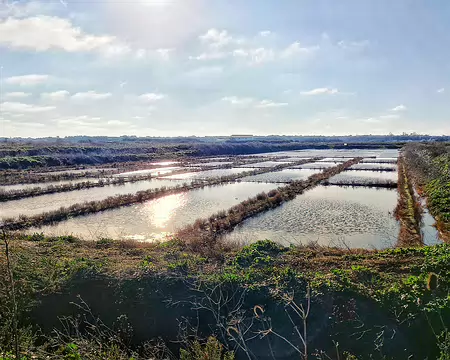 20241231_113959-01 Les claires, bassins d'affinage, sont d'anciens marais salants reconvertis.