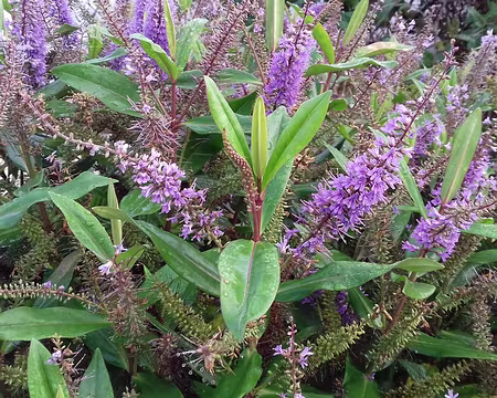 009 Quelques fleurs à la ferme