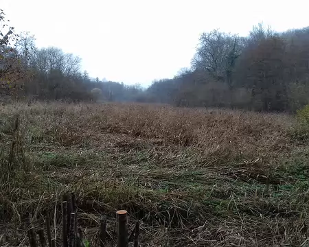 027 Roselière de Maincourt-sur-Yvette vue du chemin du Moulin (sur l’ancienne digue)