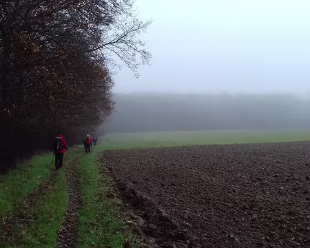 030 Chemin de lisière dans la brume