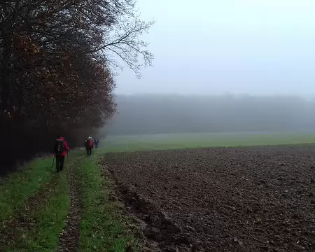 030 Chemin de lisière dans la brume