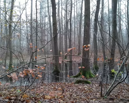 033 Une mare dans la forêt domaniale de Rambouillet