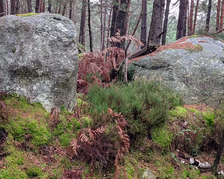 006 Une forêt où règne l'étrange