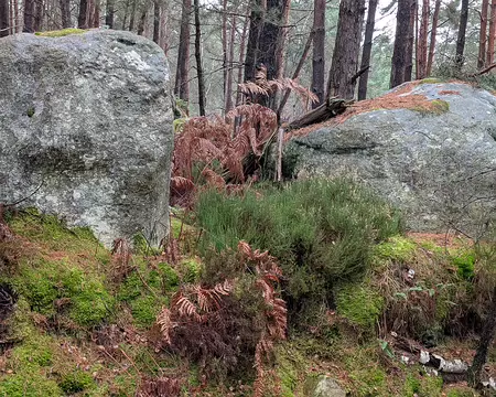 006 Une forêt où règne l'étrange