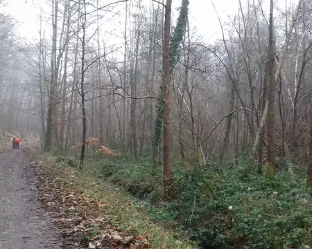 004 La route forestière de la Fontaine Blanche (GR 11) dans la forêt de Versailles.