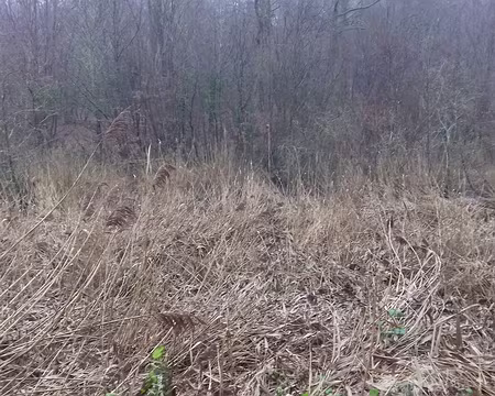 008 Roselière au bout de l’étang du Moulin à Renard