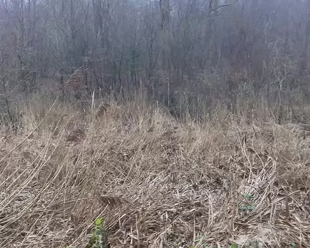 008 Roselière au bout de l’étang du Moulin à Renard