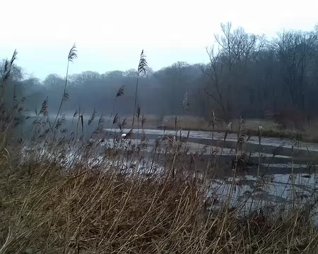 013 Roselière au bord de l’étang du Moulin à Renard