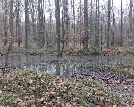 029 Sur le plateau, dans la forêt domaniale de Versailles