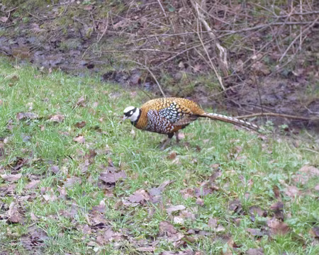 P1200661 Faisan vénéré