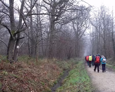 007 Allée forestière au milieu des chênes