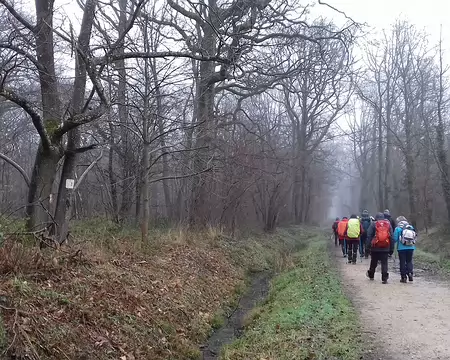 007 Allée forestière au milieu des chênes