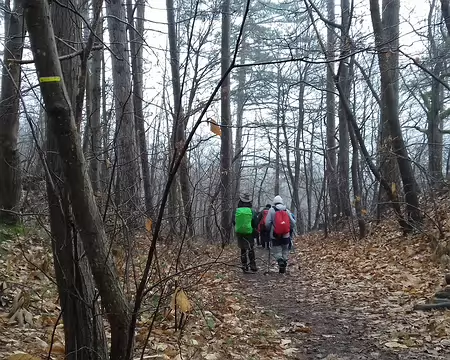 012 La forêt en hiver