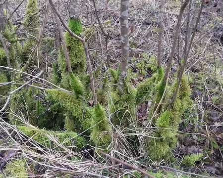 020 Manchons de mousse autour des arbustes dans les zones humides