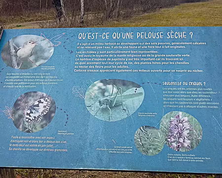 021 La pelouse sèche