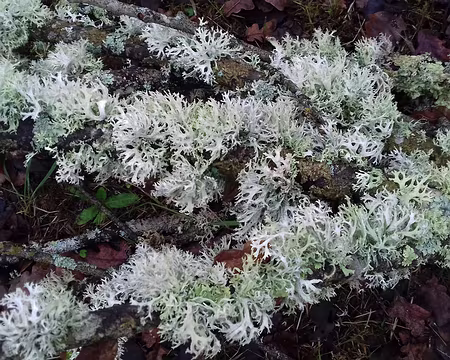 027 Lichens corticoles