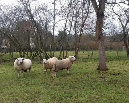 042 Le GR 1 passe dans le pré (propriété privée)