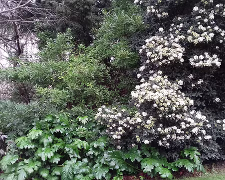 040 Végétation exubérante (laurier tin et acanthes) dans le square des Arènes …
