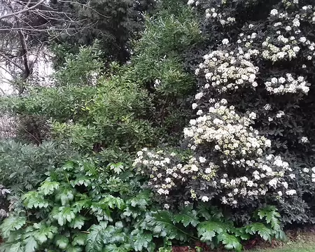 040 Végétation exubérante (laurier tin et acanthes) dans le square des Arènes …