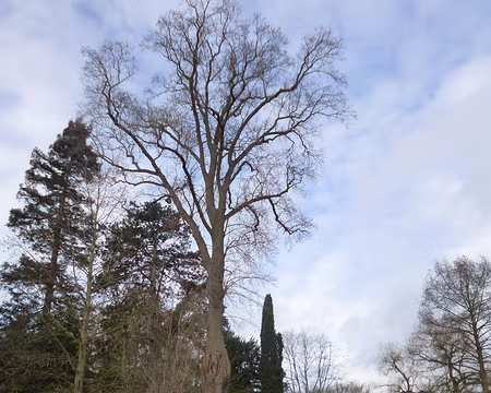 P1200683 Visite de l'Arboretum de la Vallée aux Loups, Châtenay-Malabry