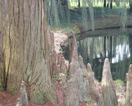 P1200686 Pneumatophores d'un cyprès chauve