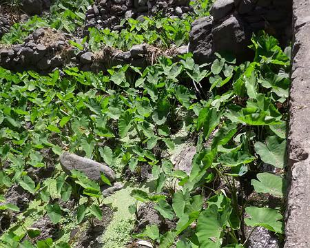 Ribeira de Duque, plantation de tarot ?