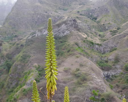 Ribeira de Duque, aloe vera en fleur