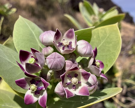 Calotropis procera